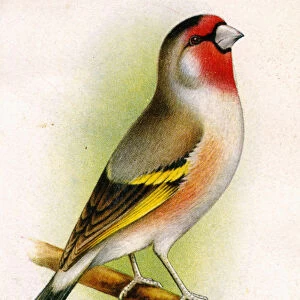 A goldfinch-bullfinch hybrid