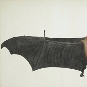 Great Indian Fruit Bat, ca. 1777-82. Creator: Bhawani Das