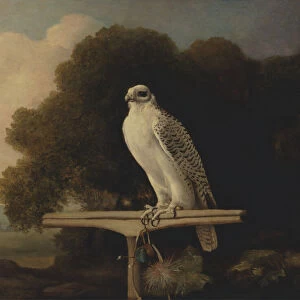 Greenland Falcon; Gyr Falcon, 1780. Creator: George Stubbs