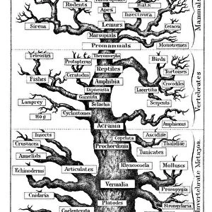 Haeckels scheme of evolution displayed in the form of a tree, 1910. Artist: Ernst Haeckel