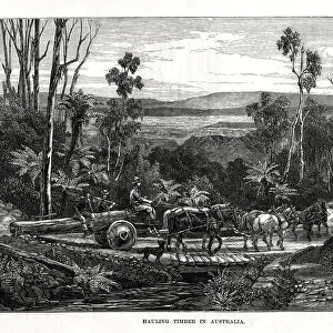 Hauling timber, Australia, 1877