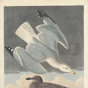 Laridae Metal Print Collection: American Herring Gull