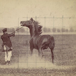 Horse, 1884. Creator: Ottomar Anschütz