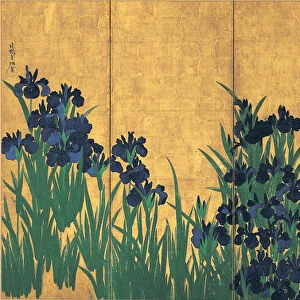 Irises, 18th century