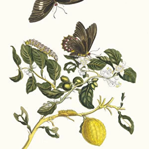 Limonier. From the Book Metamorphosis insectorum Surinamensium, 1705