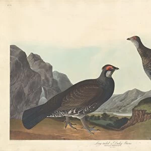 Long-tailed or Dusky Grous, 1837. Creator: Robert Havell