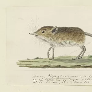 Soricidae Photographic Print Collection: Lowes Shrew