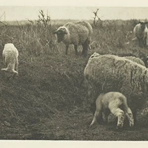 A March Pastoral (Suffolk), c. 1883 / 87, printed 1888. Creator: Peter Henry Emerson