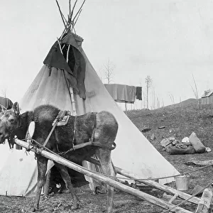 Moose harnessed for work beside tepee [i.e. tipi], 1916(?). Creator: C. W. Mathers