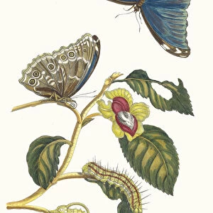 Neflier. From the Book Metamorphosis insectorum Surinamensium, 1705