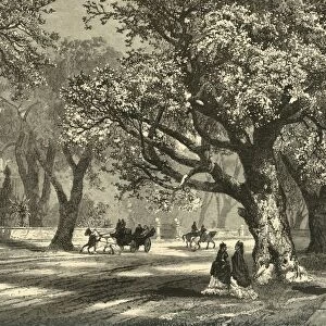 Oaks of Oakland, 1874. Creator: Unknown