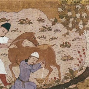 Onager Milking, Late 15th century