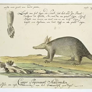 Orycteropus afer (Aardvark), 1777-1786. Creator: Robert Jacob Gordon