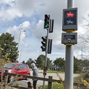 Pedestrian with dog using pelican crossing on road at Dibden Purlieu, Hampshire 2016