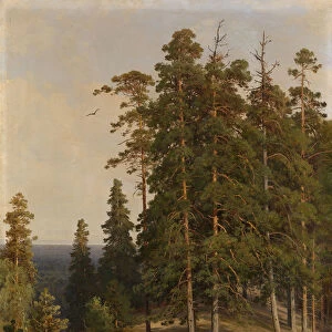 The Pine Forest, 1895. Artist: Shishkin, Ivan Ivanovich (1832-1898)