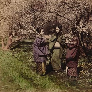 Under the Plum Blossoms, Sugita, Japan, 1896