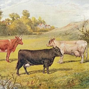 Polled Aberdeen and Ayrshire cows, 1902 (1910). Artist: WR Woods