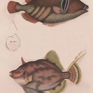 Prickly Hornfish (Batistes aculeatus), Monacanthus bifilamentosus, c. 1850s