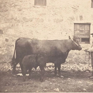 Prize Cow and Calf, ca. 1859. Creator: Horatio Ross