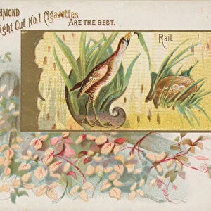 Rail, from the Game Birds series (N40) for Allen & Ginter Cigarettes, 1888-90