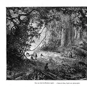 Rainforest in British Honduras, 19th century. Artist: Edouard Riou