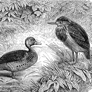 Ducks Metal Print Collection: Allier Duck