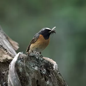 Redstart with insect