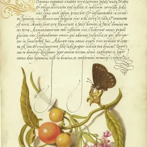 Ringlet, False Jerusalem Cherry, and Milkwort Print