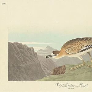 Charadriidae Mouse Mat Collection: Mountain Plover