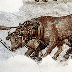 Roman Mosaic of Yoked Oxen, c3rd century
