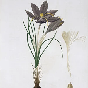 Saffron Crocus, 1821. Artist: LFJ Hoquart