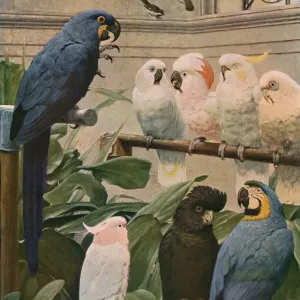 Anthropomorphic Birds Print, Henry Stacy Marks (c1930) Anthropomorphic Birds Print, Henry Stacy Marks (c1930)