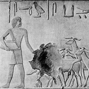 Sheep treading in seed, Ancient Egyptian tomb relief carving, c2000 BC