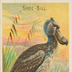 Shoe-Bill, from the Birds of the Tropics series (N5) for Allen &