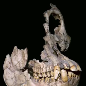 Part of the skull of Sivapithecus Sivalensis