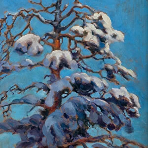 Snowy Pine Tree, 1899
