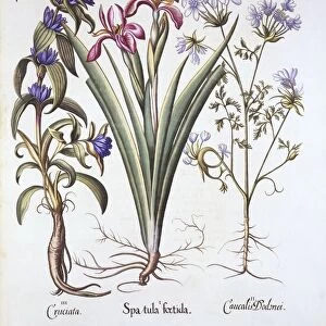 Stinking Iris, Orlaya, and Crosswort Gentian, from Hortus Eystettensis, by Basil Besler