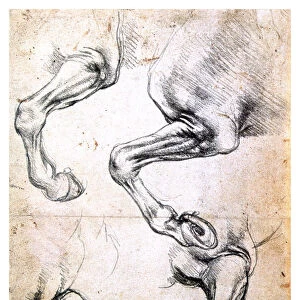Four studies of horses legs, c1500. Artist: Leonardo da Vinci