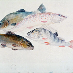 Study of Fish: Two Tench, a Trout and a Perch, c1822-1824. Artist: JMW Turner