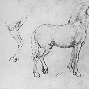 Study of a Horse, its Near Hind-Leg and its Hind-Quarters, c1480 (1945). Artist: Leonardo da Vinci