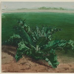 Study of a Plant, Possibly Thistle, 1862. Creator: Leon Bonvin (French, 1834-1866)