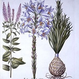 Sultan Zambach Lily and Bulb, Veronica, from Hortus Eystettensis, by Basil Besler (1561-1629)