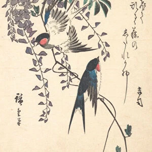 Swallow and Wisteria, mid-1840s. mid-1840s. Creator: Ando Hiroshige