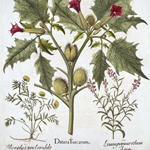 Thorn Apple, Germander and Purple Toadflax, from Hortus Eystettensis, by Basil Besler