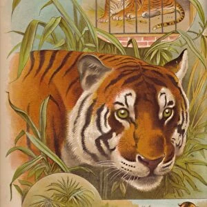 The Tiger, c1900. Artist: Helena J. Maguire