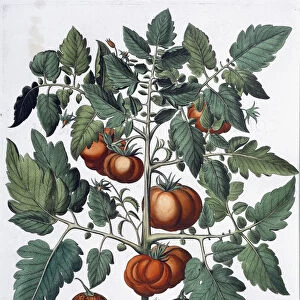 Tomatoes and melons, 1613