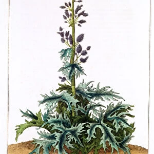 Turkey Rhubarb, 1798