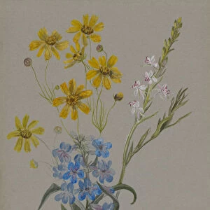 (Untitled, Group of Flowers), 1883. Creator: Mary Vaux Walcott