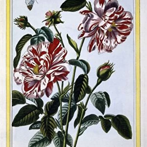 The Variegated Rose of England; pub. 1776. Creator: Pierre Joseph Buchoz (1731-1807)