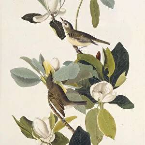 Warbling Flycatcher. From The Birds of America, 1827-1838. Creator: Audubon
